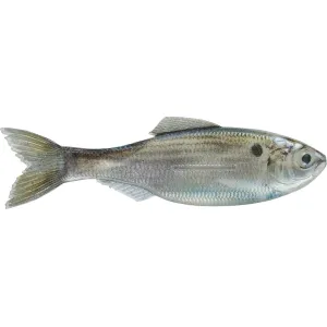 6th Sense Plump Panorama 5.0 Jerkbait Live Threadfin Shad