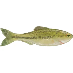 6th Sense Plump Panorama 5.0 Jerkbait Live Baby Bass