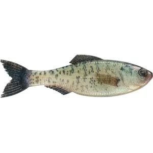 6th Sense Plump Panorama 5.0 Jerkbait Live Crappie