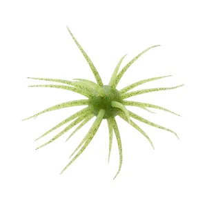 Hideup Coike Fullcast Urchin Chartreuse Green Gold Flake