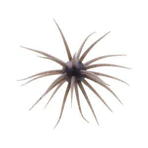 Hideup Coike Fullcast Urchin Shinikakegill