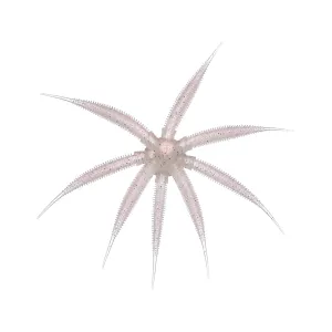BassMooch Gumball 17mm Urchin Pink Pearl Pepper