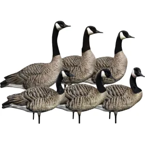Avian X AXP Honker Sentry-Walker Canada Goose Decoy 6PK