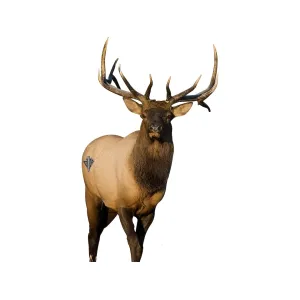 Deadnuts Outdoors Frontal Bull Elk 2D Archery Target