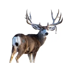 Deadnuts Outdoors Quartering Away Mule Deer 2D Archery Target