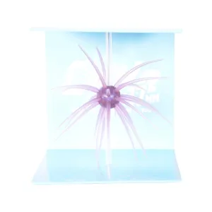 Hideup Coike 17mm Urchin Morning Dawn US