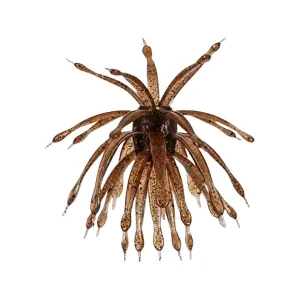 6th Sense Abstract 24mm Urchin Wakasagi
