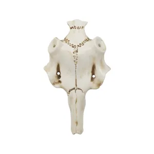 Mountain Mike's Skull Master Natural Causes Antler Mounting Kit Medium