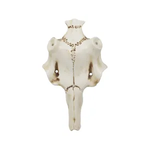 Mountain Mike's Skull Master Natural Causes Antler Mounting Kit Small