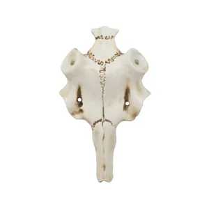 Mountain Mike's Skull Master Natural Causes Antler Mounting Kit Large