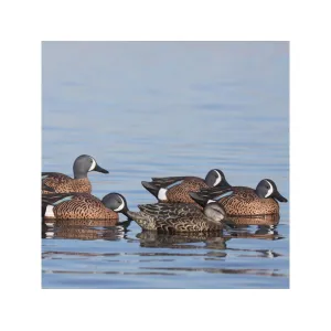 GHG Pro-Grade Blue-Winged Teal Duck Decoy 6PK