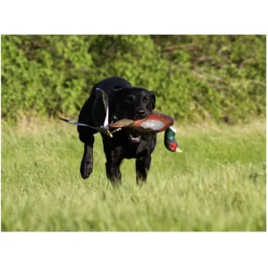 Avery EZ Bird Pheasant Dog Training Dummy